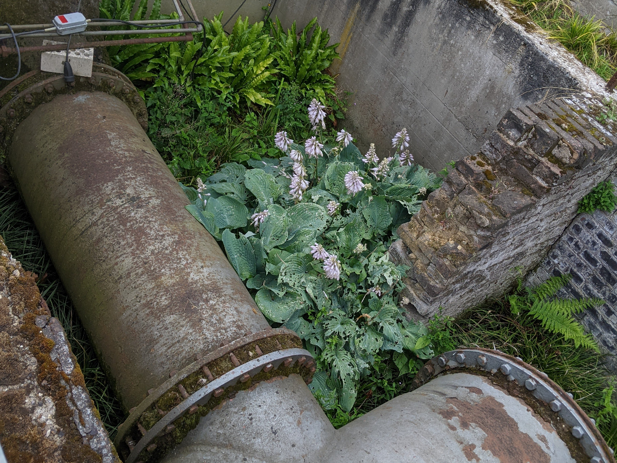 Tuberías de agua y vegetación — la infraestructura hídrica de la ciudad