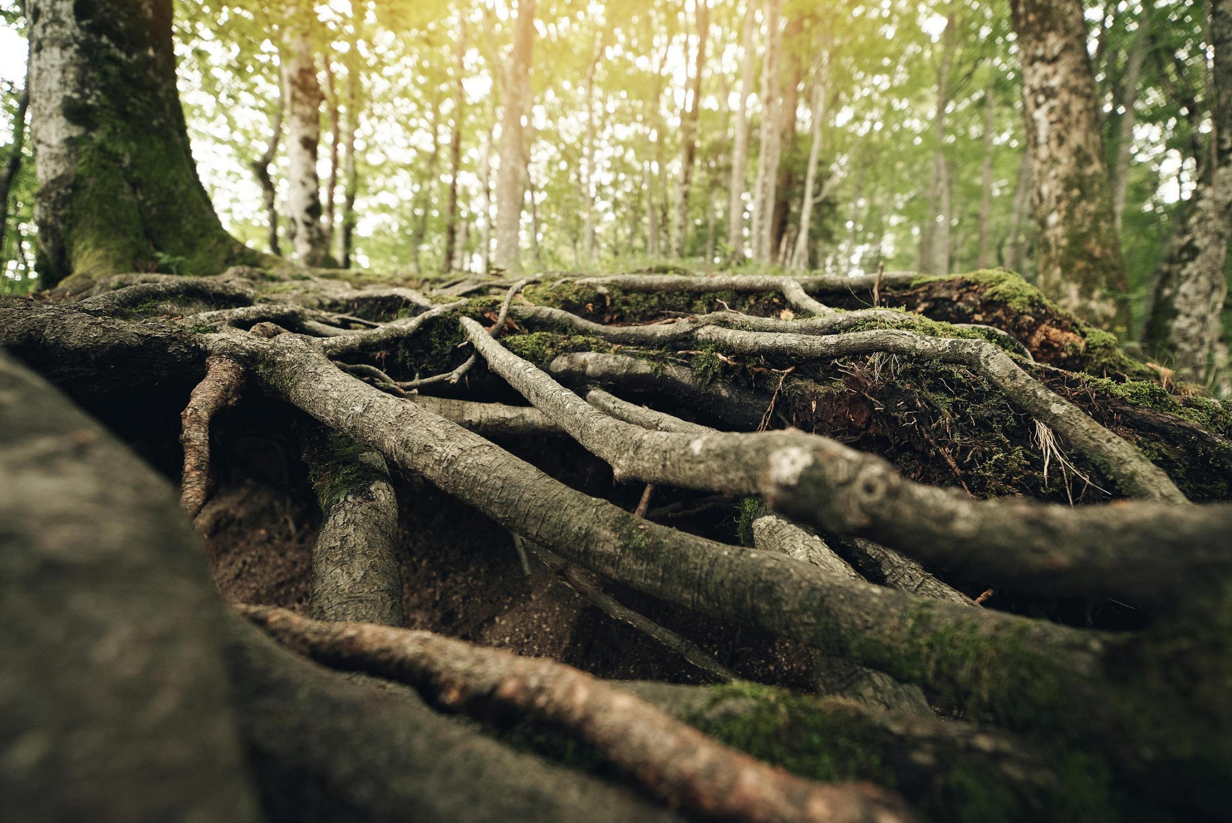 Raíces antiguas entrelazadas bajo la luz del bosque